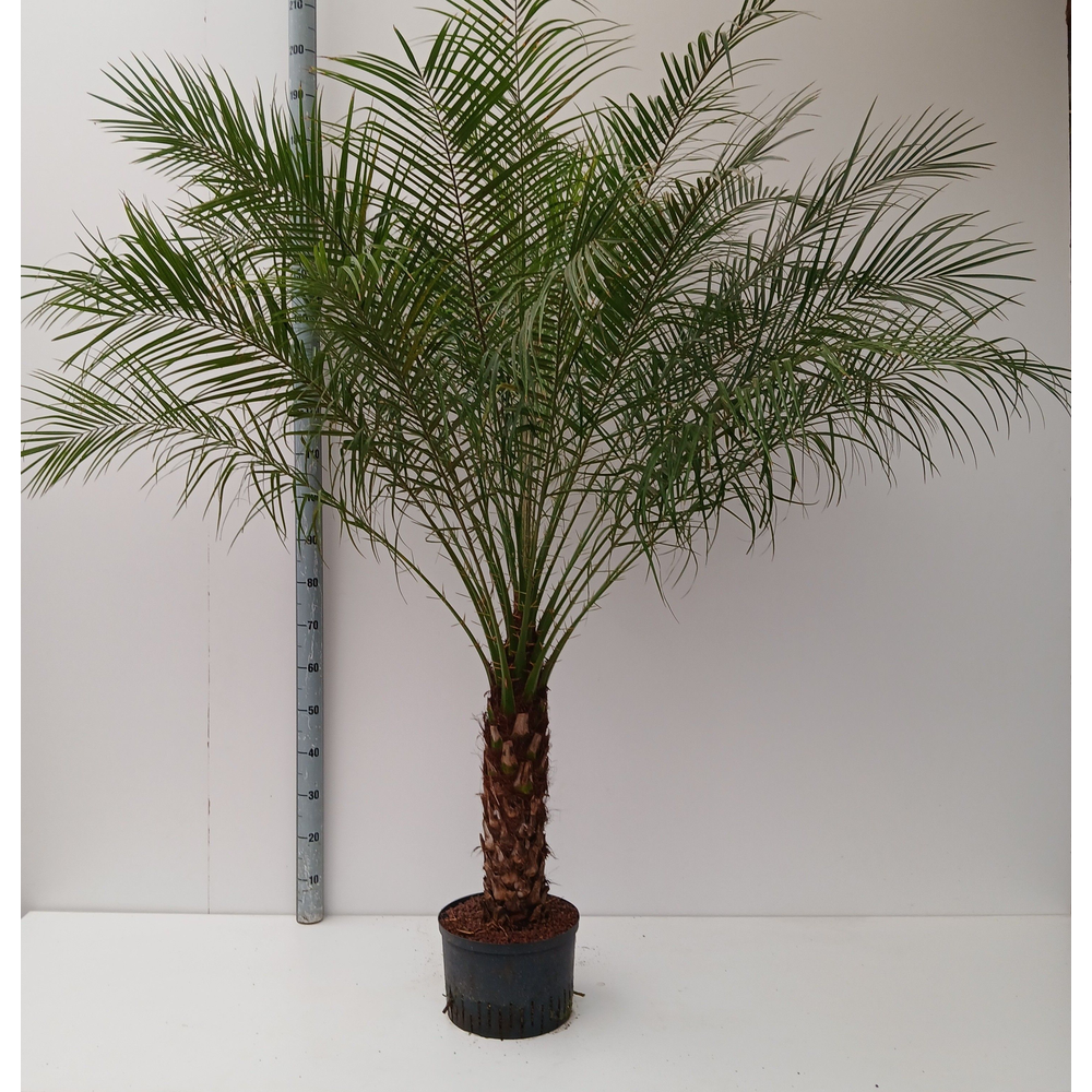 phoenix roebelenii hydro.