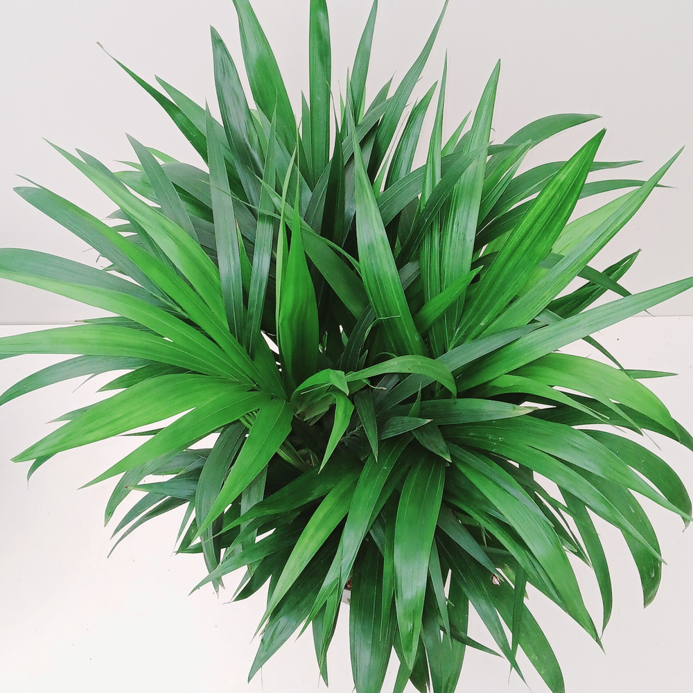 howea hydro.
