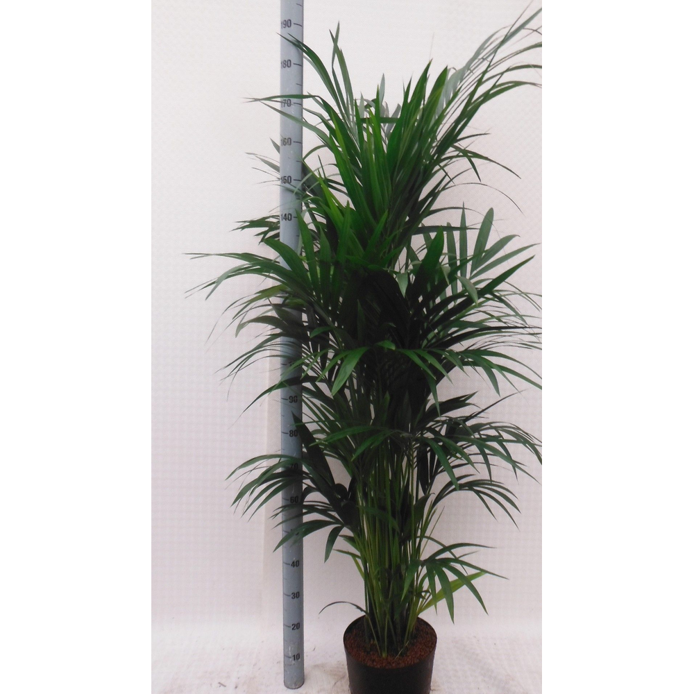 Howea hydro.