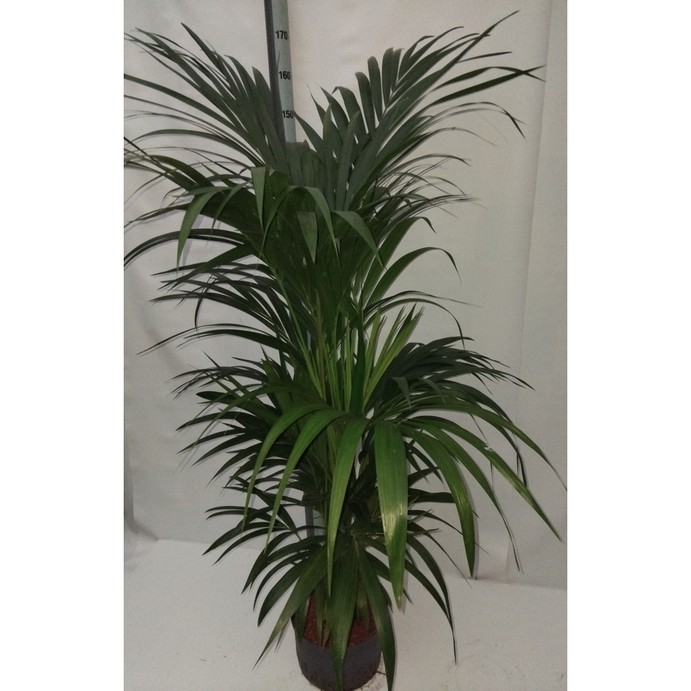 Howea hydro.