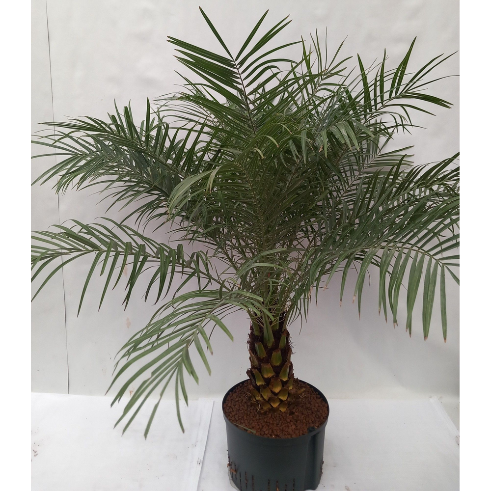 phoenix roebelenii hydro.