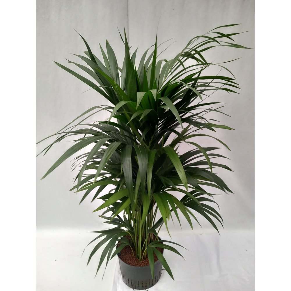 Howea hydro.