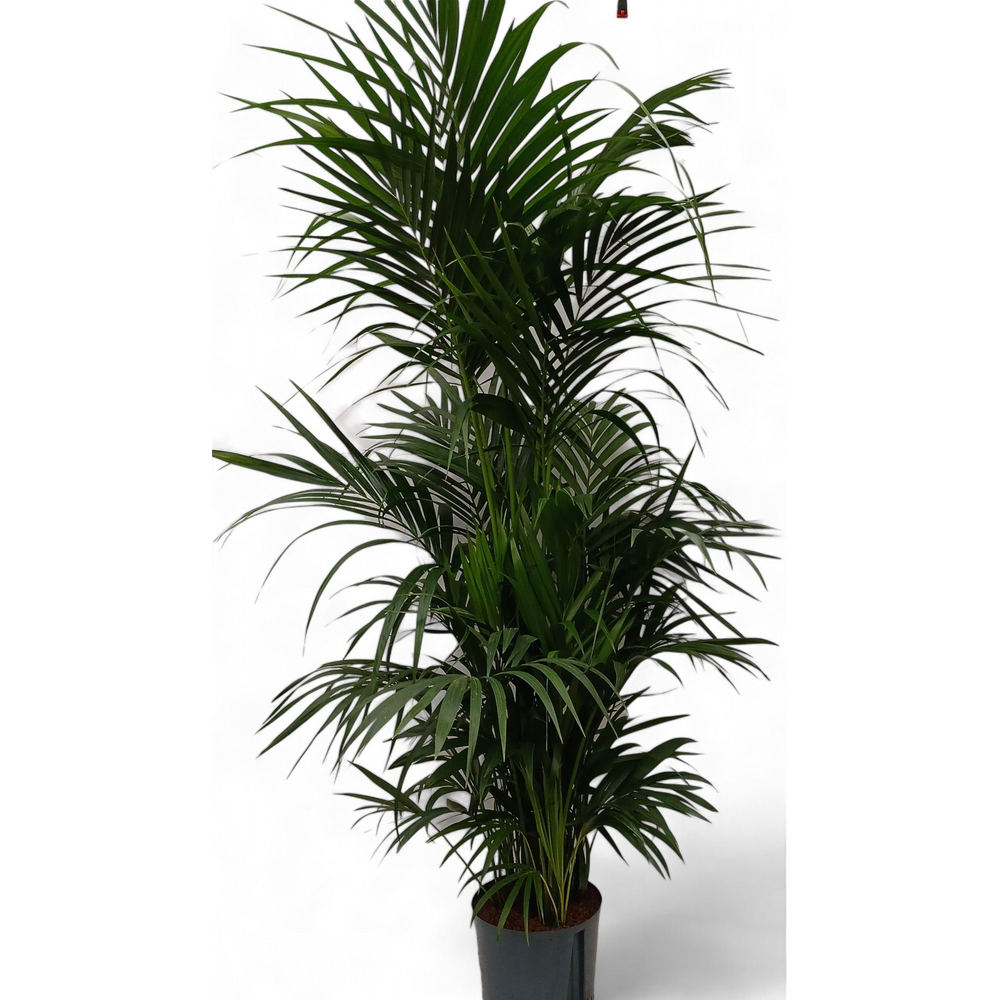 Howea hydro.