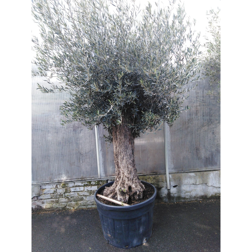 olea europaea.