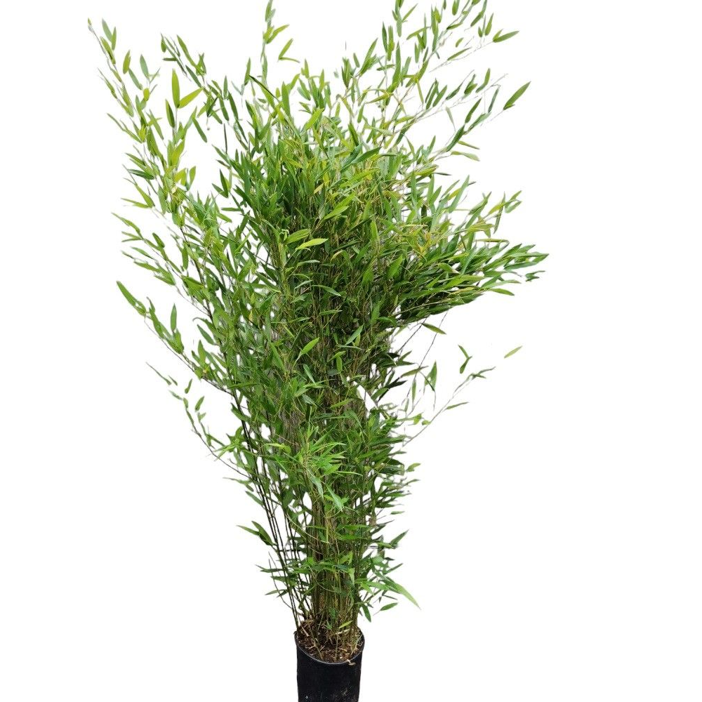 Phyllostachys bissetii.