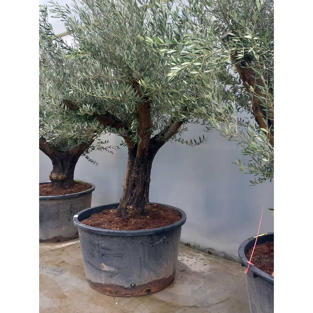 olea europaea.