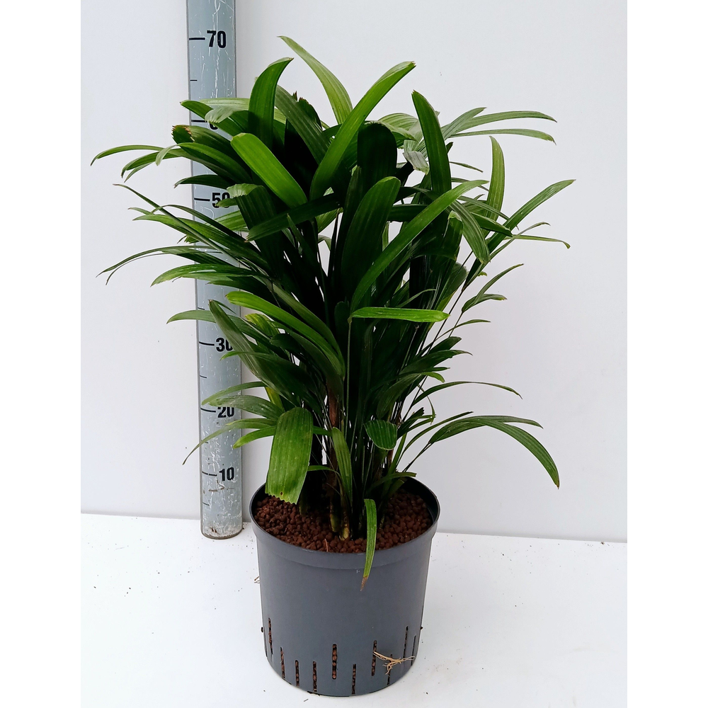 Rhapis excelsa hy.