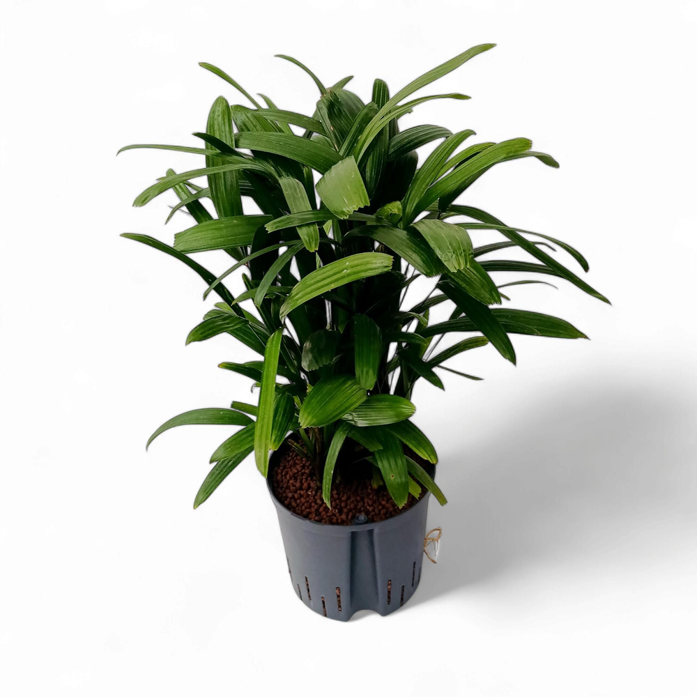 RHAPIS EXCELSA HY.