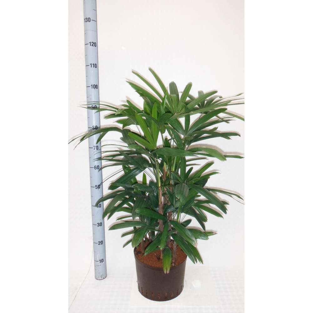 Rhapis excelsa hy.