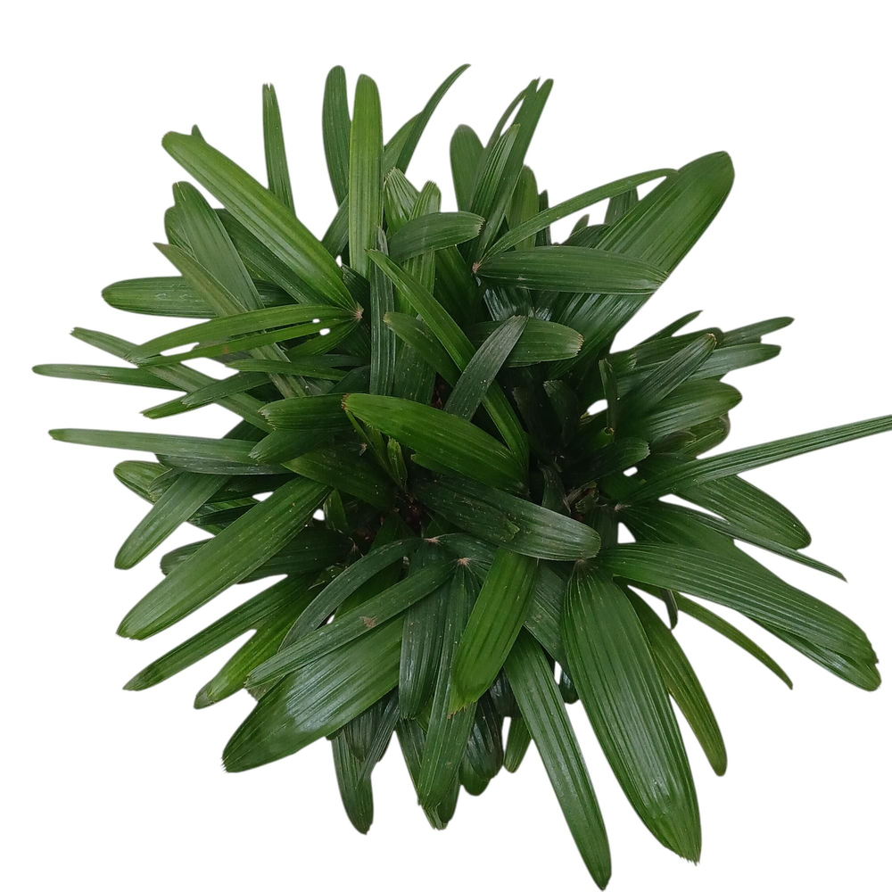 rhapis excelsa hy.