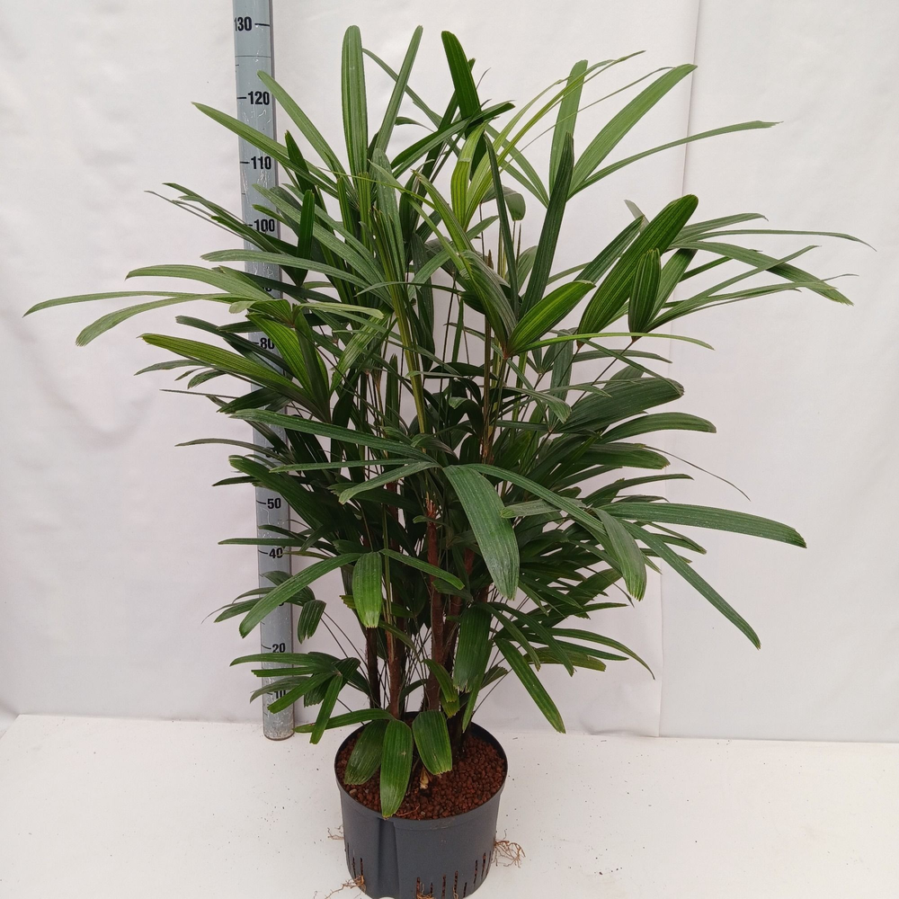 RHAPIS EXCELSA HY.