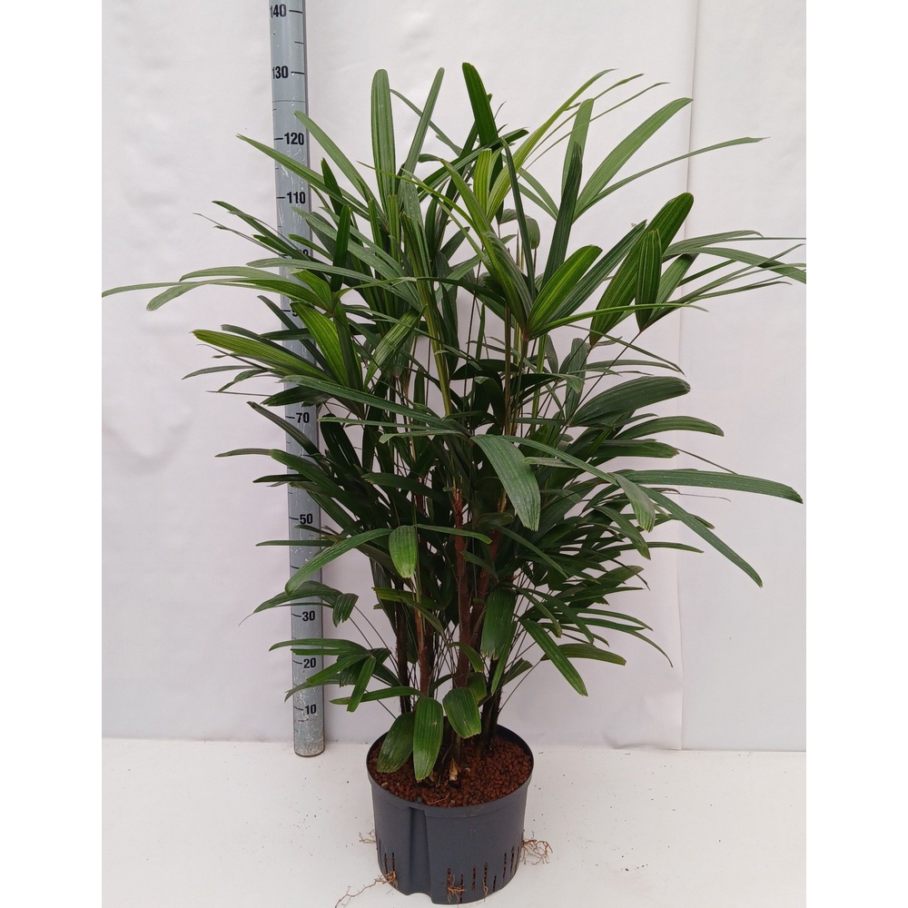 rhapis excelsa hy.
