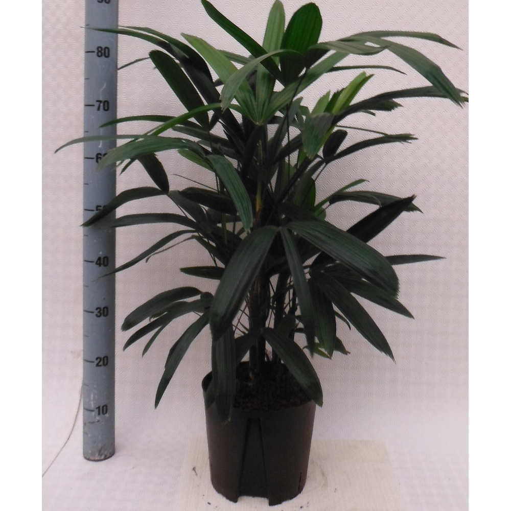 Rhapis excelsa hy.