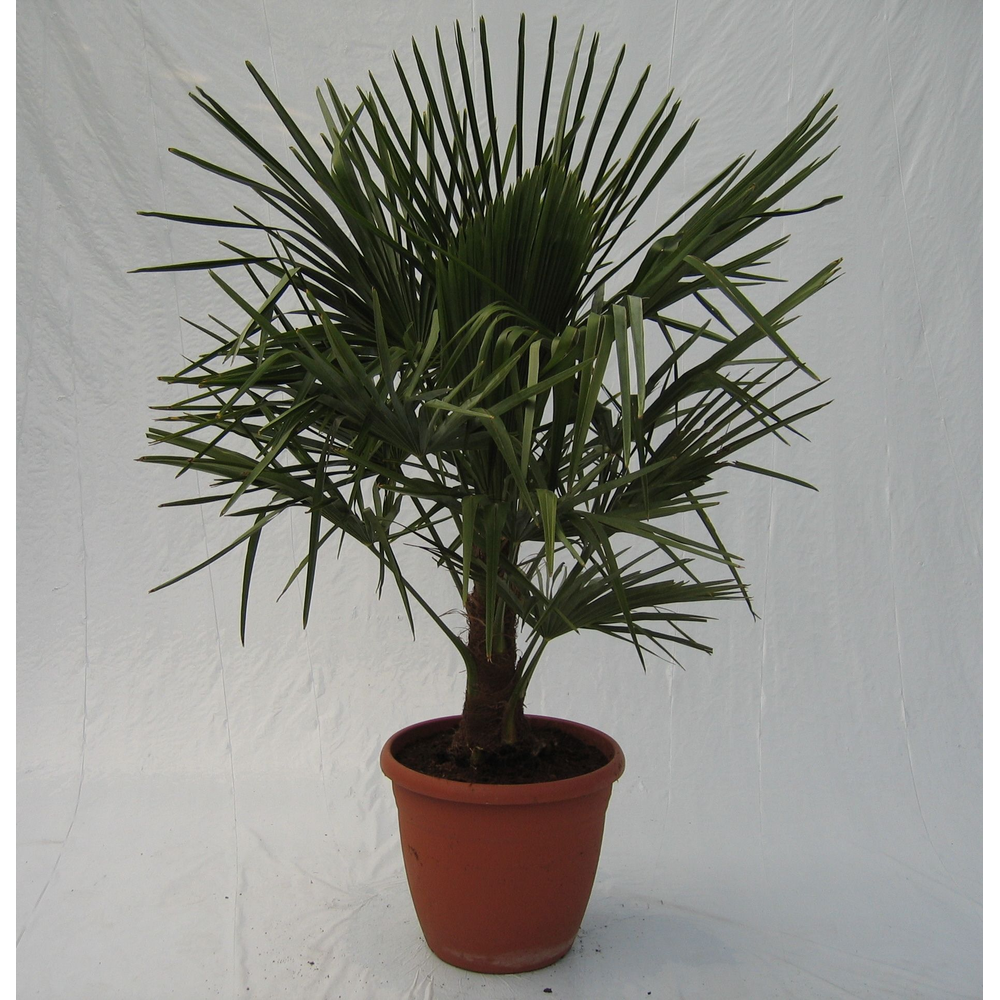 Trachycarpus fortunei.