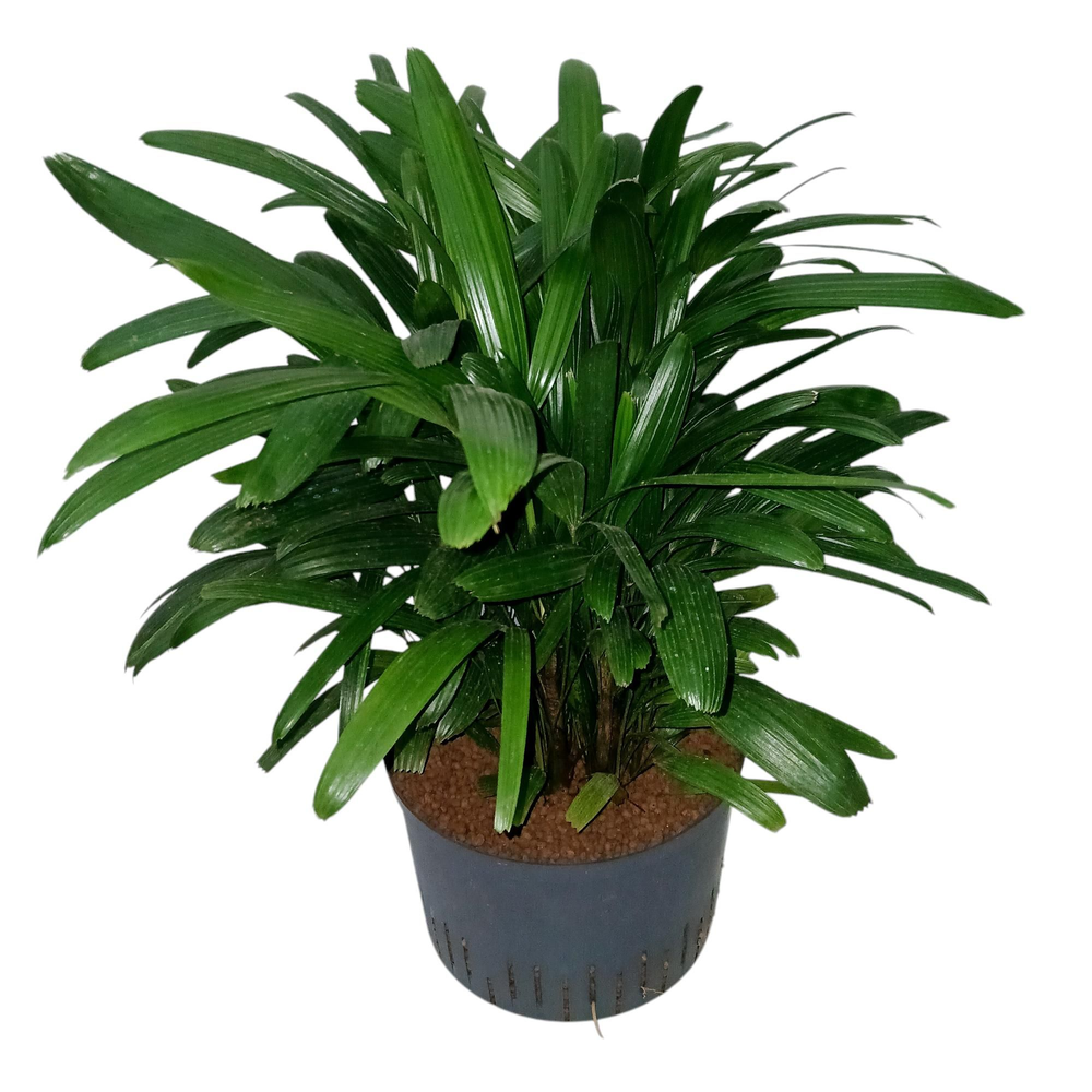 RHAPIS EXCELSA HY.