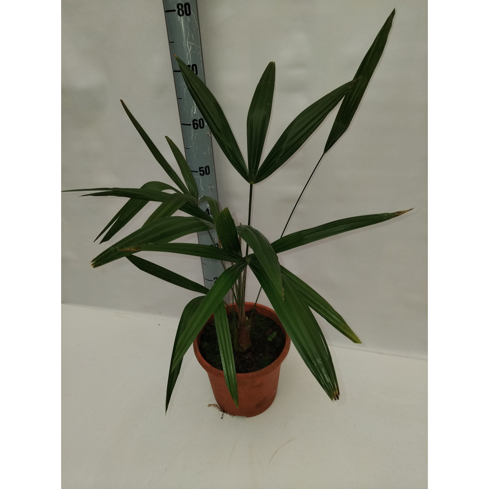 Trachycarpus fortunei.