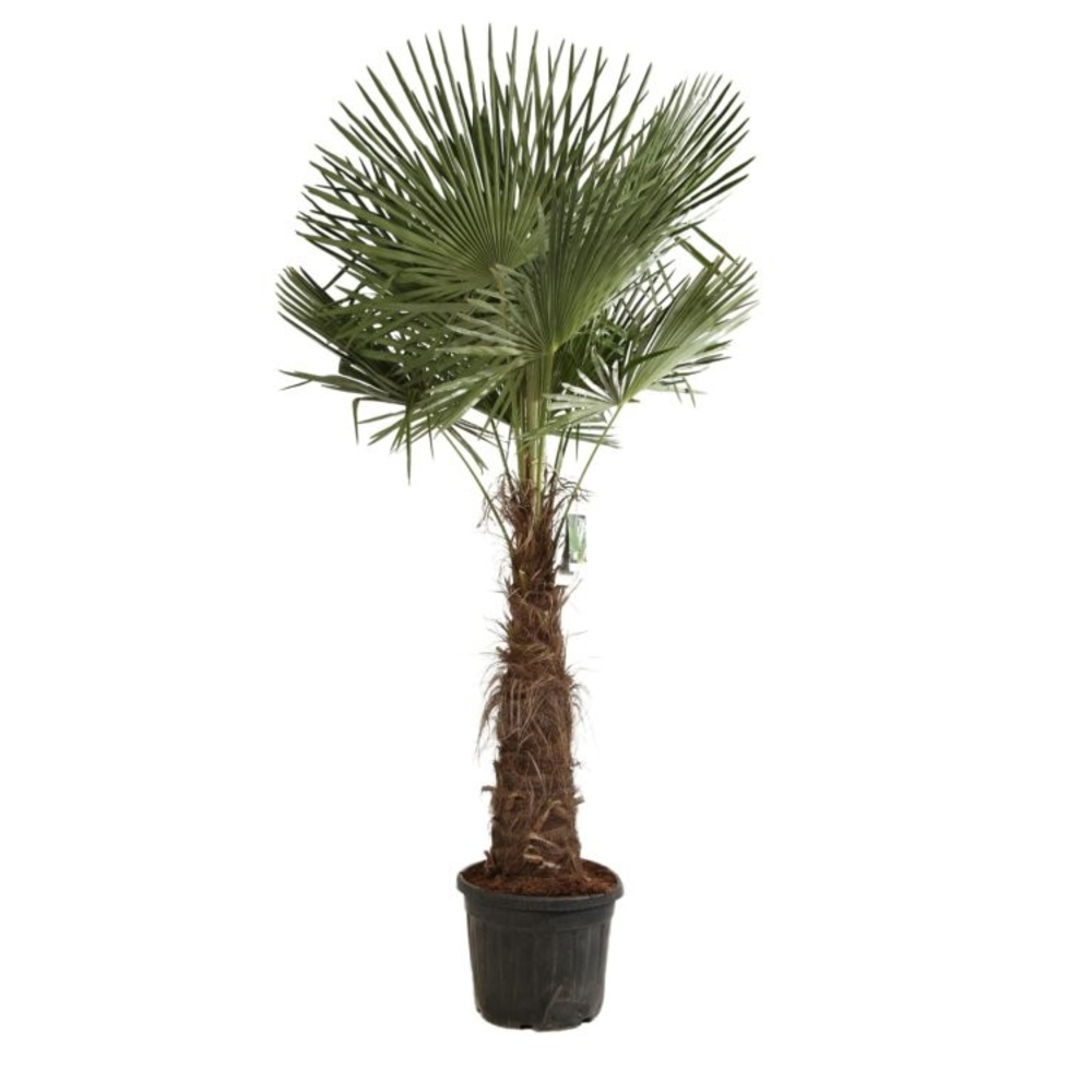 Trachycarpus fortunei.