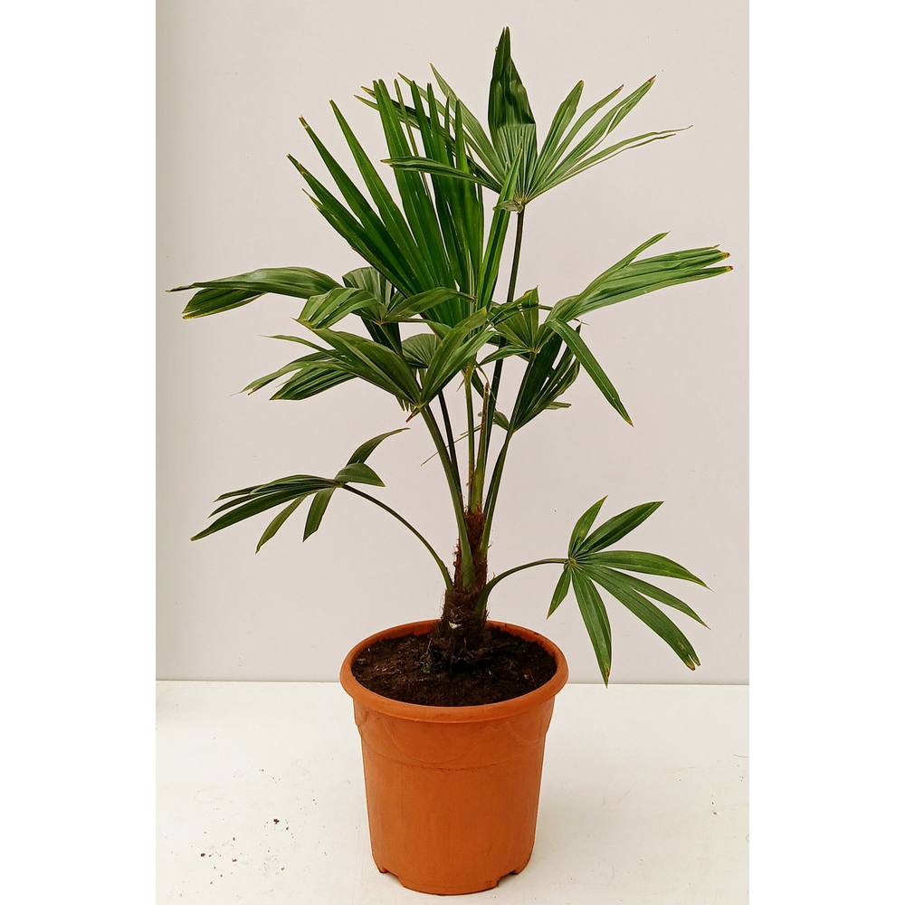 trachycarpus fortunei.