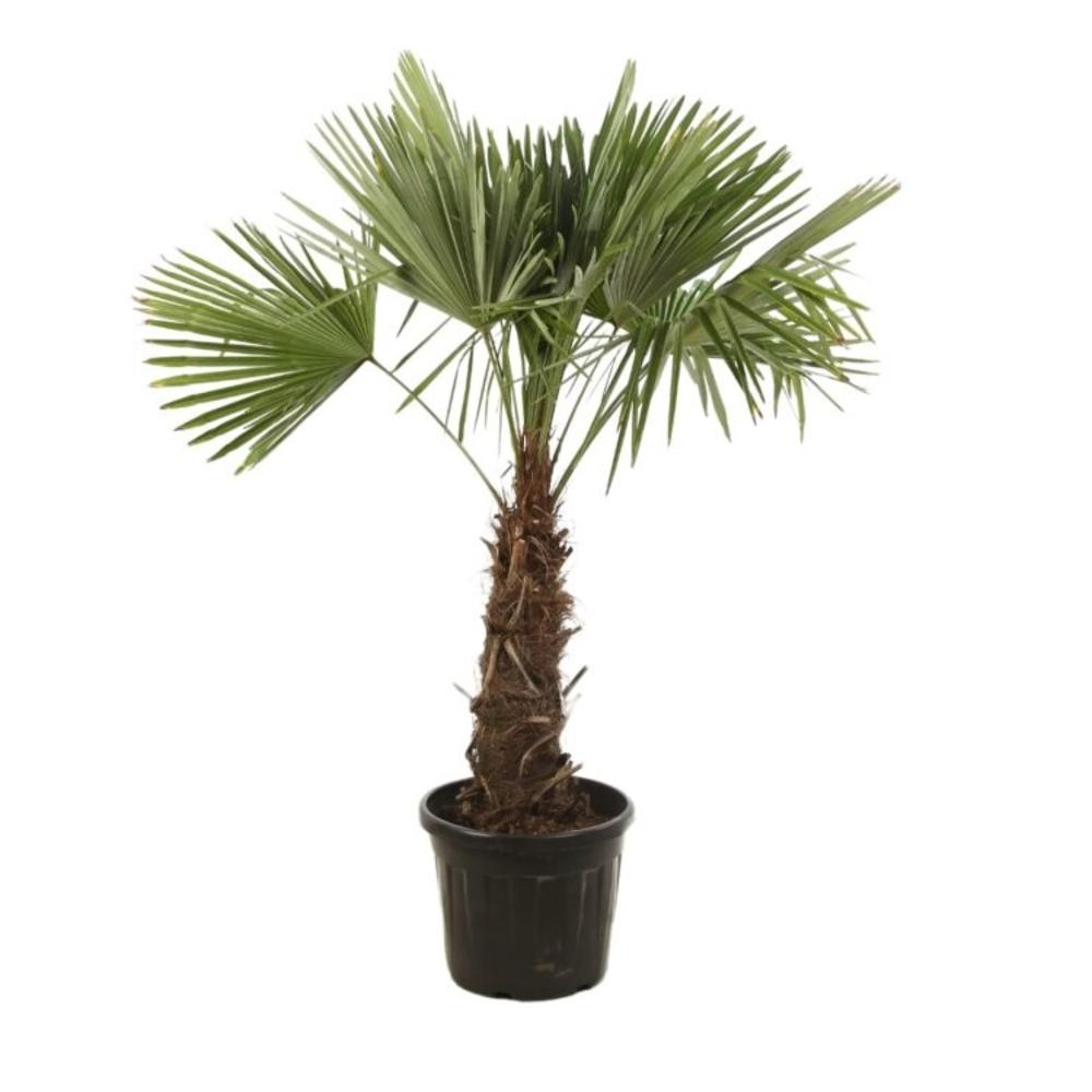 Trachycarpus fortunei.
