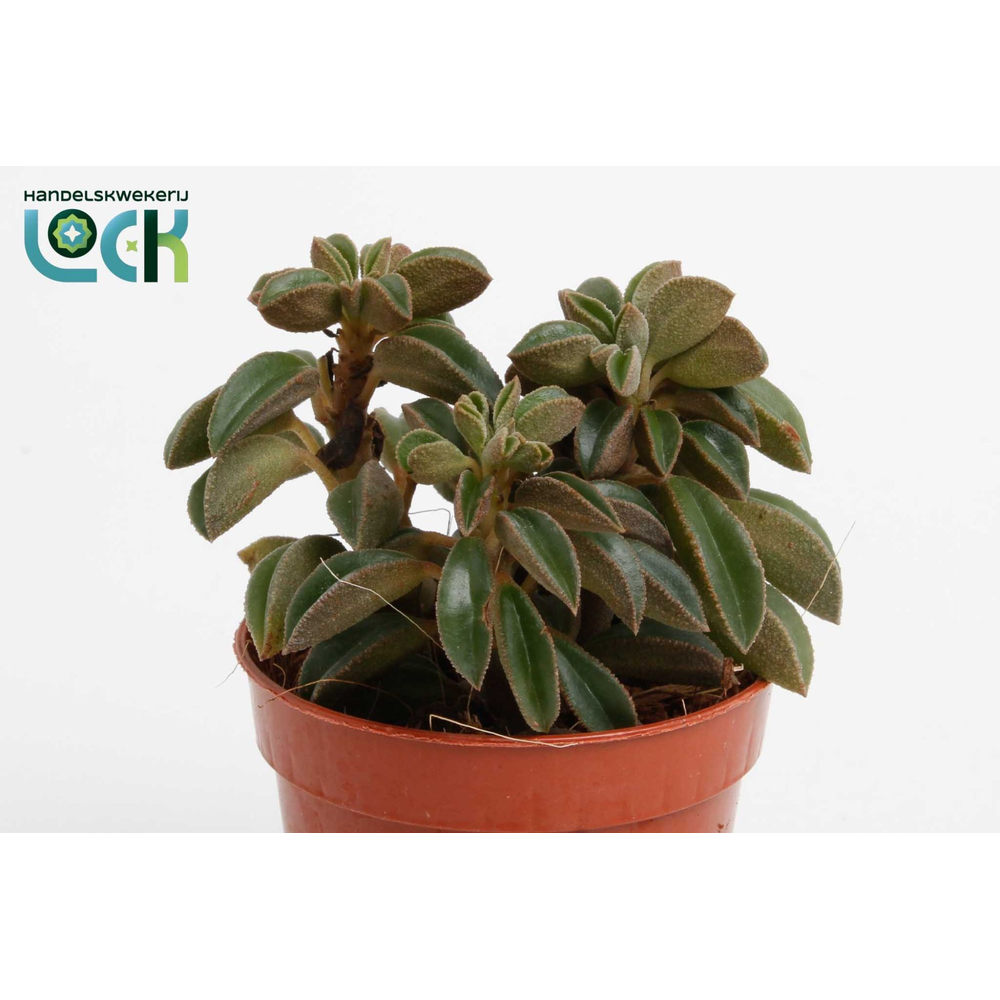 Peperomia Silver Spark tanz.