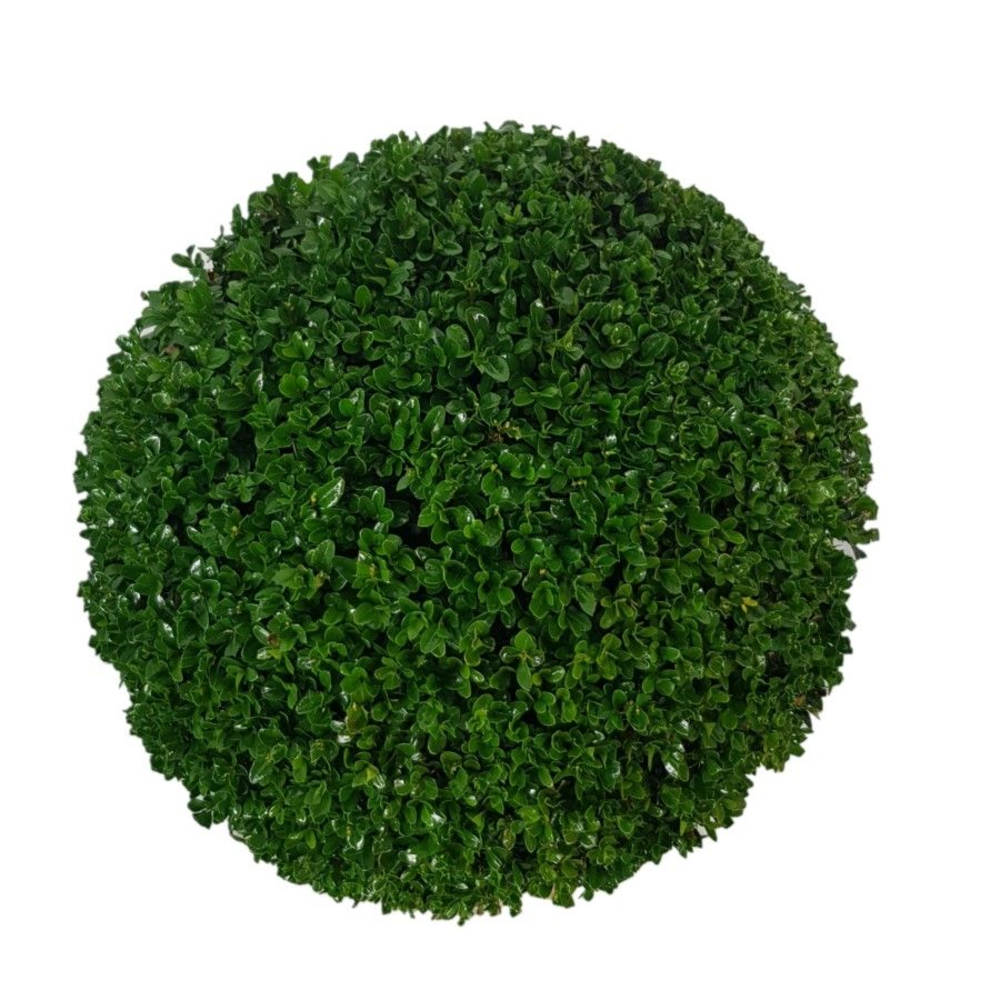 Buxus sempervirens Bol p24 (th) 30-35 ©.