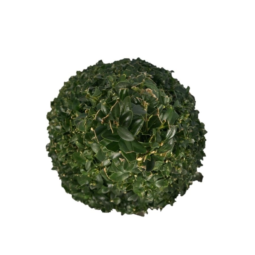 Buxus sempervirens Pyramiden p22 (th) 50-60 ©.