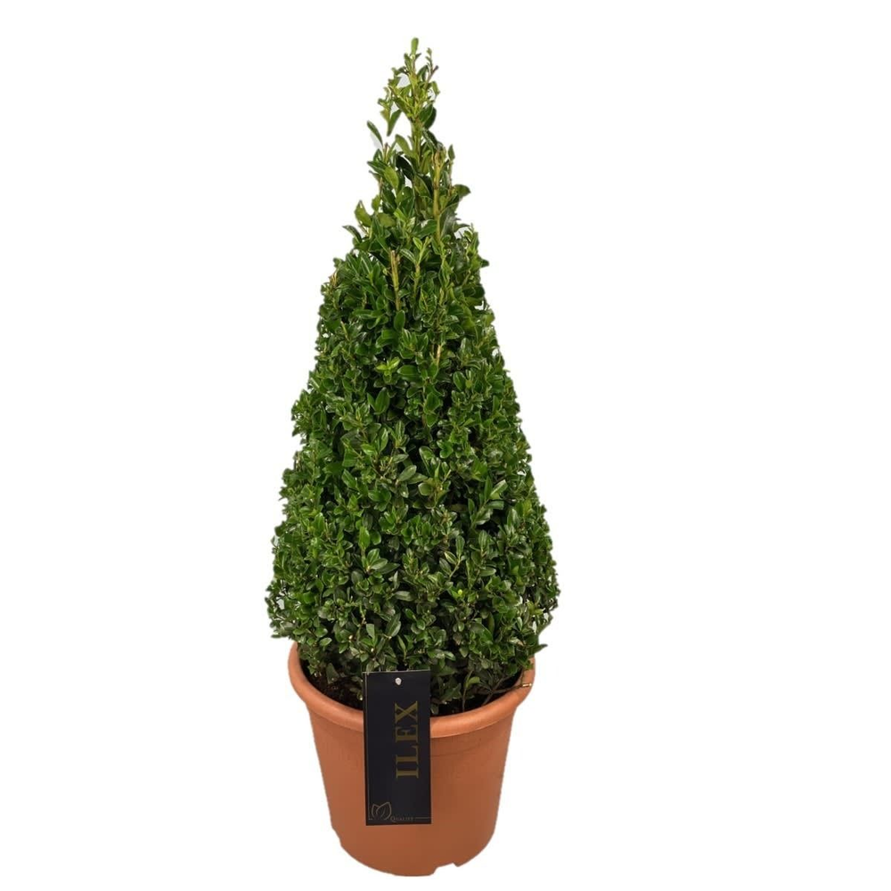 Ilex conv. Caroline Upright Piramiden p24(t) 60-70.