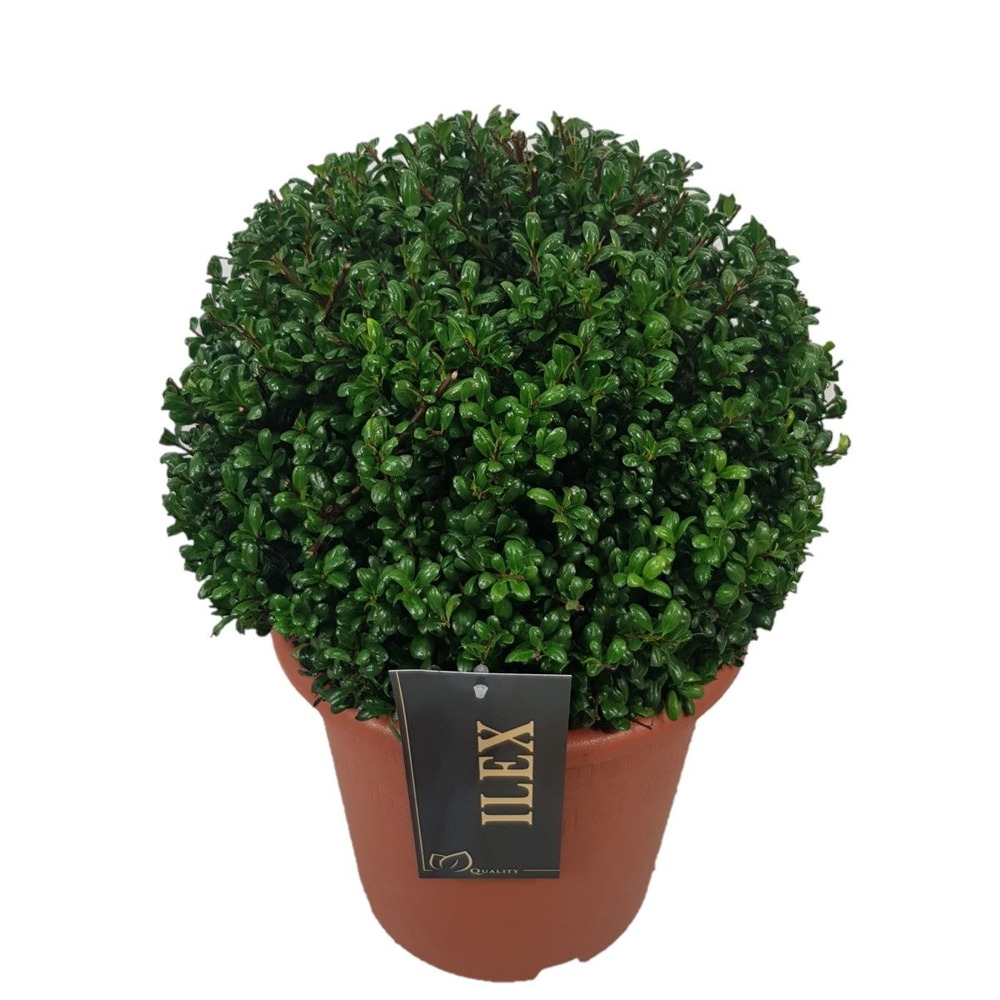 Ilex crenata 'Convexa' Bol p24 (th) 30-35 ©.