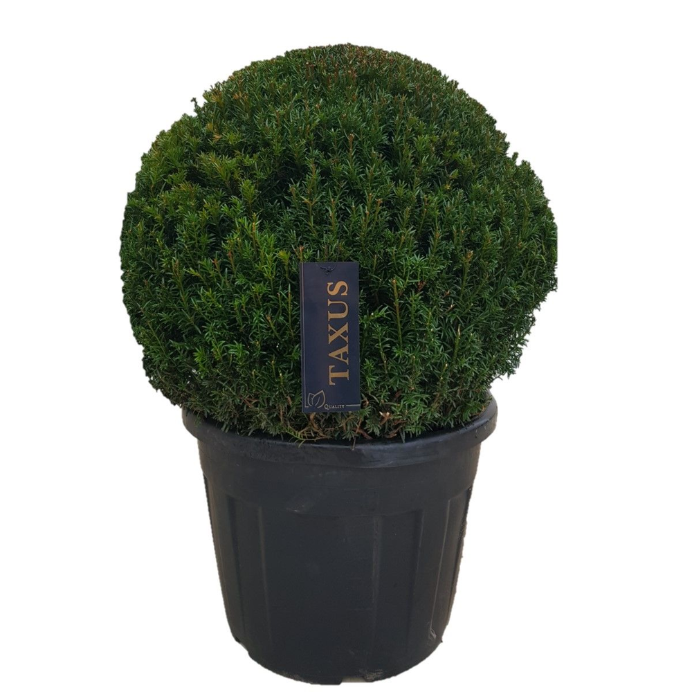 Taxus baccata Bol p65 (z) 85-90 ©.