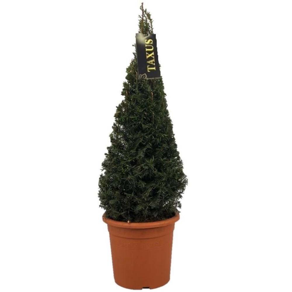 Taxus baccata Pyramiden p24 (th) 70-+ ©.