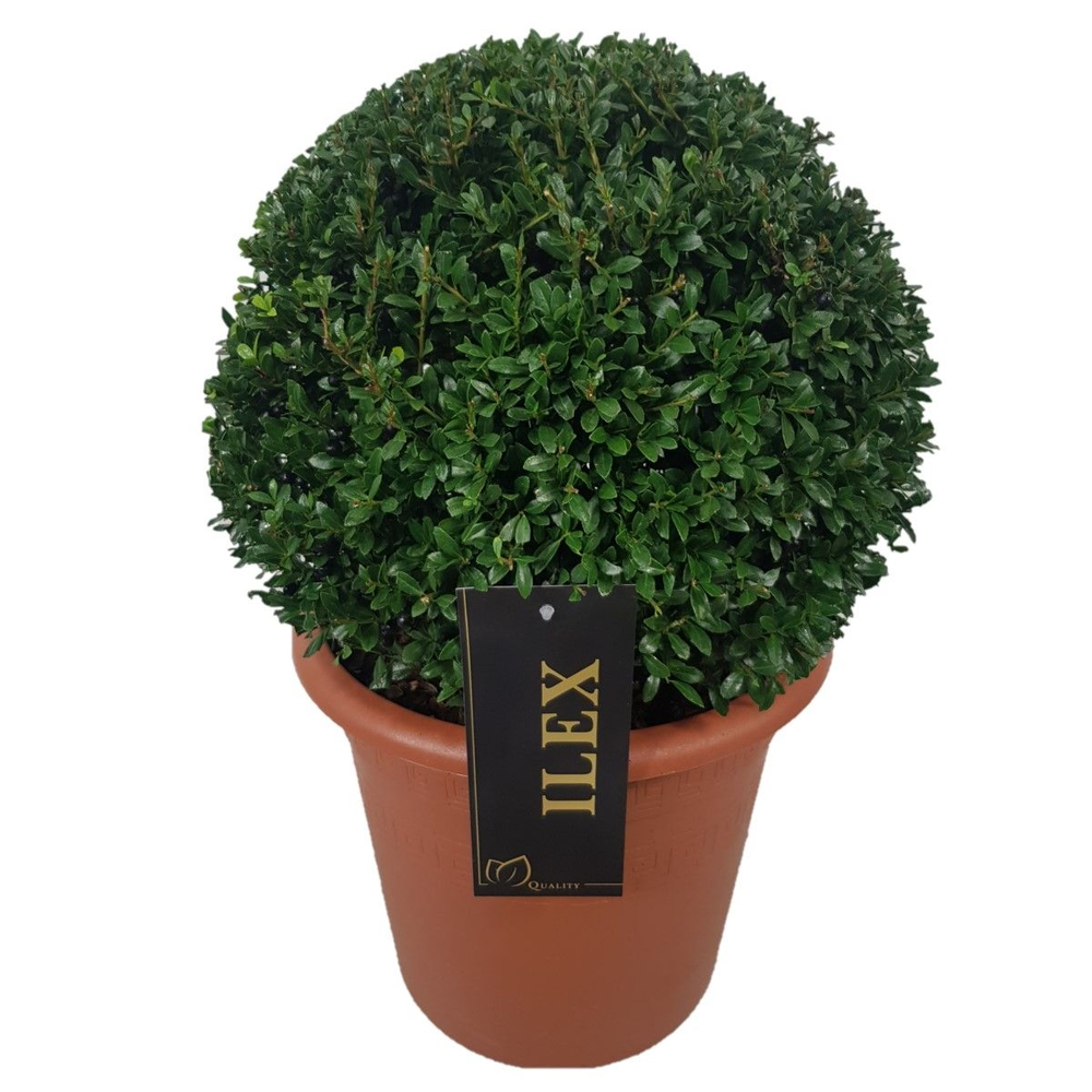 Ilex crenata 'Stokes' Bol p24 (th) 30-35 ©.
