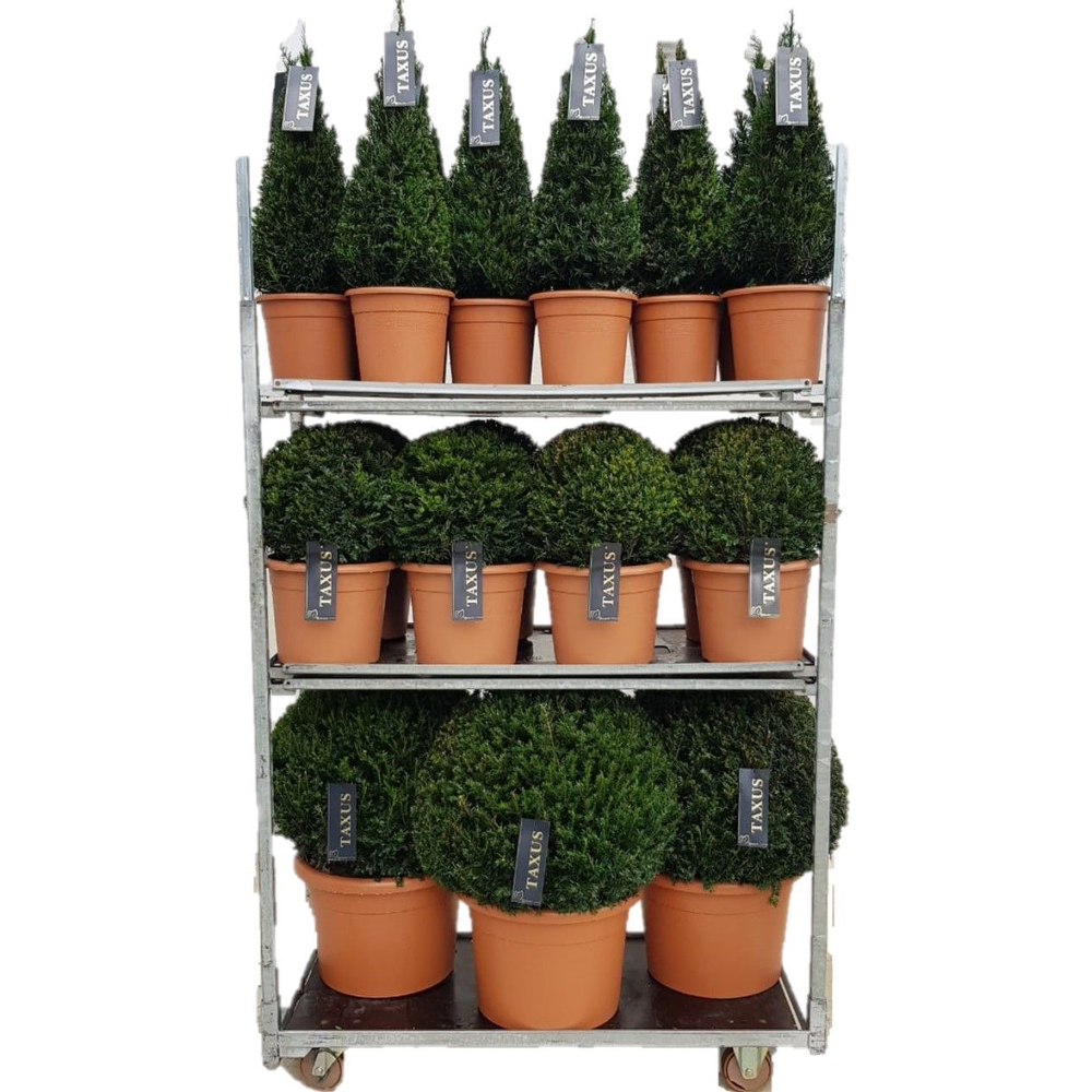 Taxus mix cc 5.