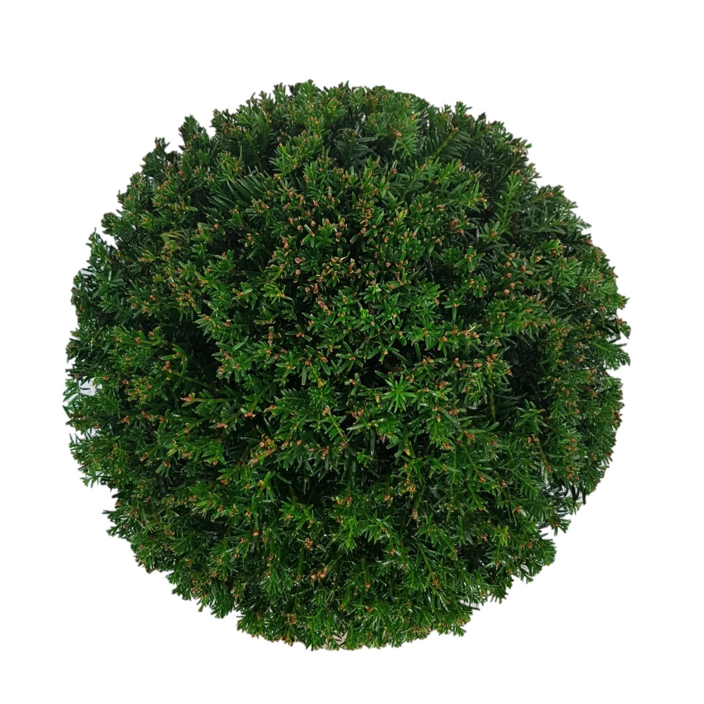 Taxus baccata Bol p30 (th) 40-45 ©.