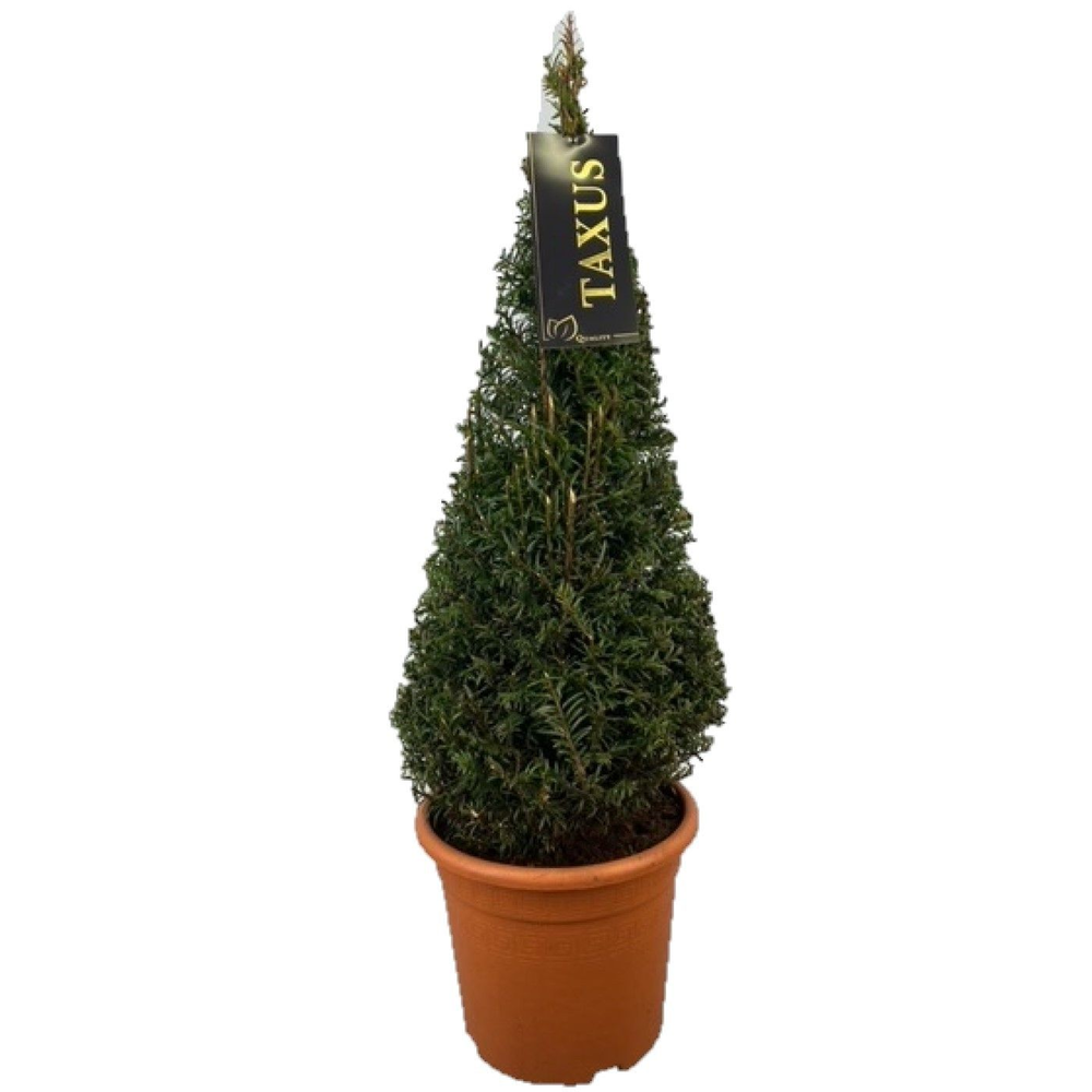 Taxus baccata Pyramiden p22 (th) 60-+ ©.