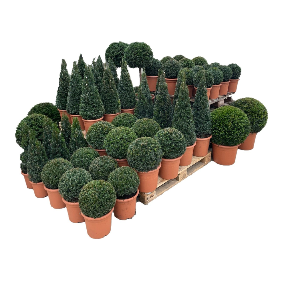 Taxus baccata pallet concept TP1 (2cc).