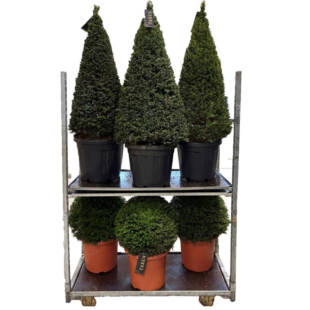 Taxus mix cc 7.