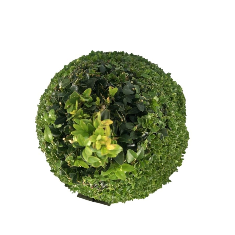 Buxus sempervirens Pyramiden p24 (th) 70-+ ©.