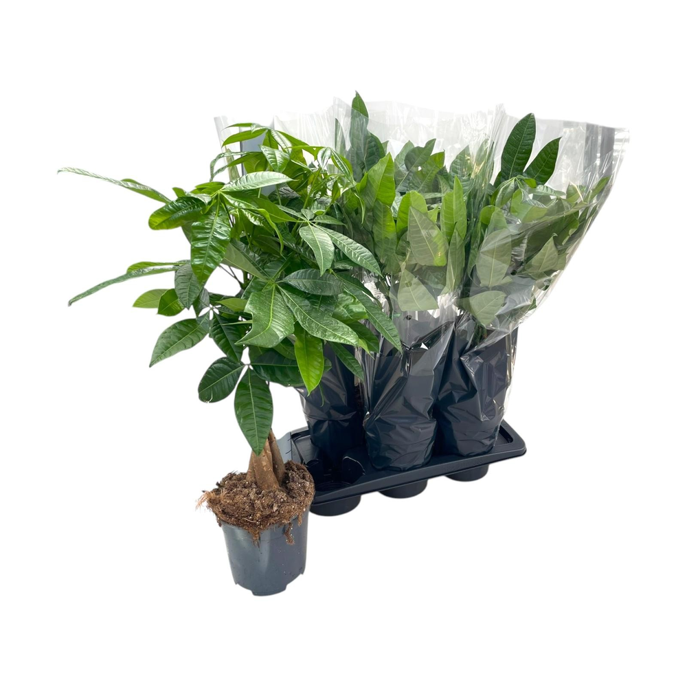 Pachira Aquatica P17.