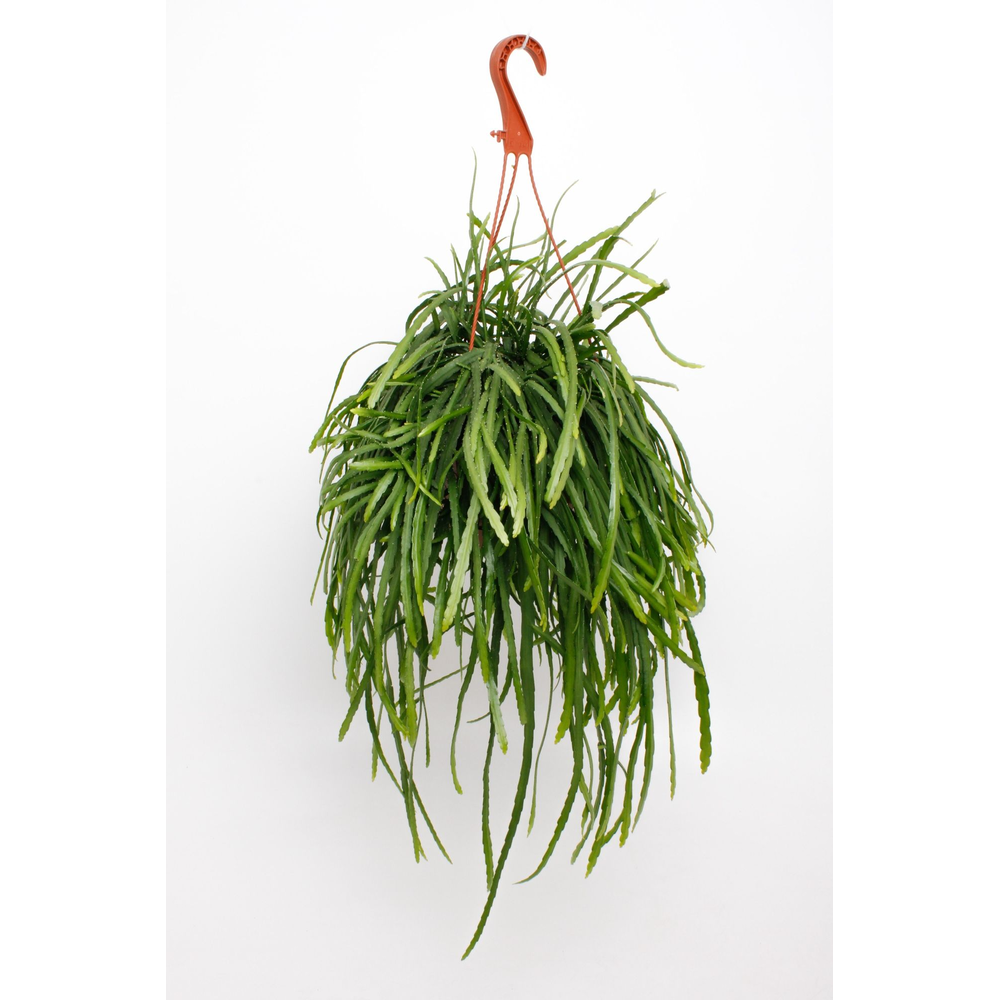 Lepismium Bolivianum.