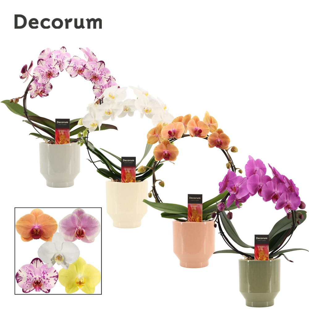 Phalaenopsis boog mix in Pato (Deco-collection).