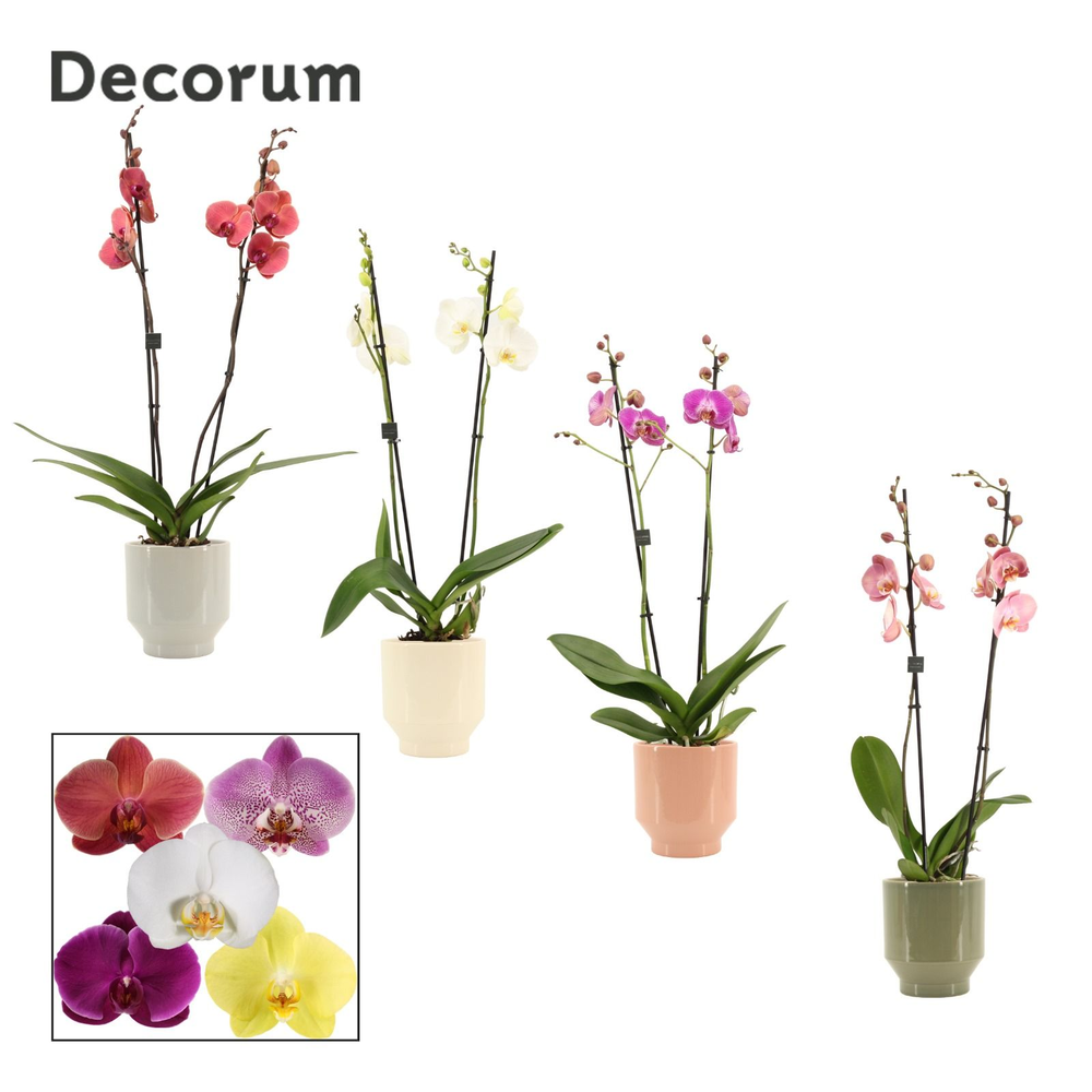 Phalaenopsis 2 tak 16+ mix in Pato (Deco-collectio.