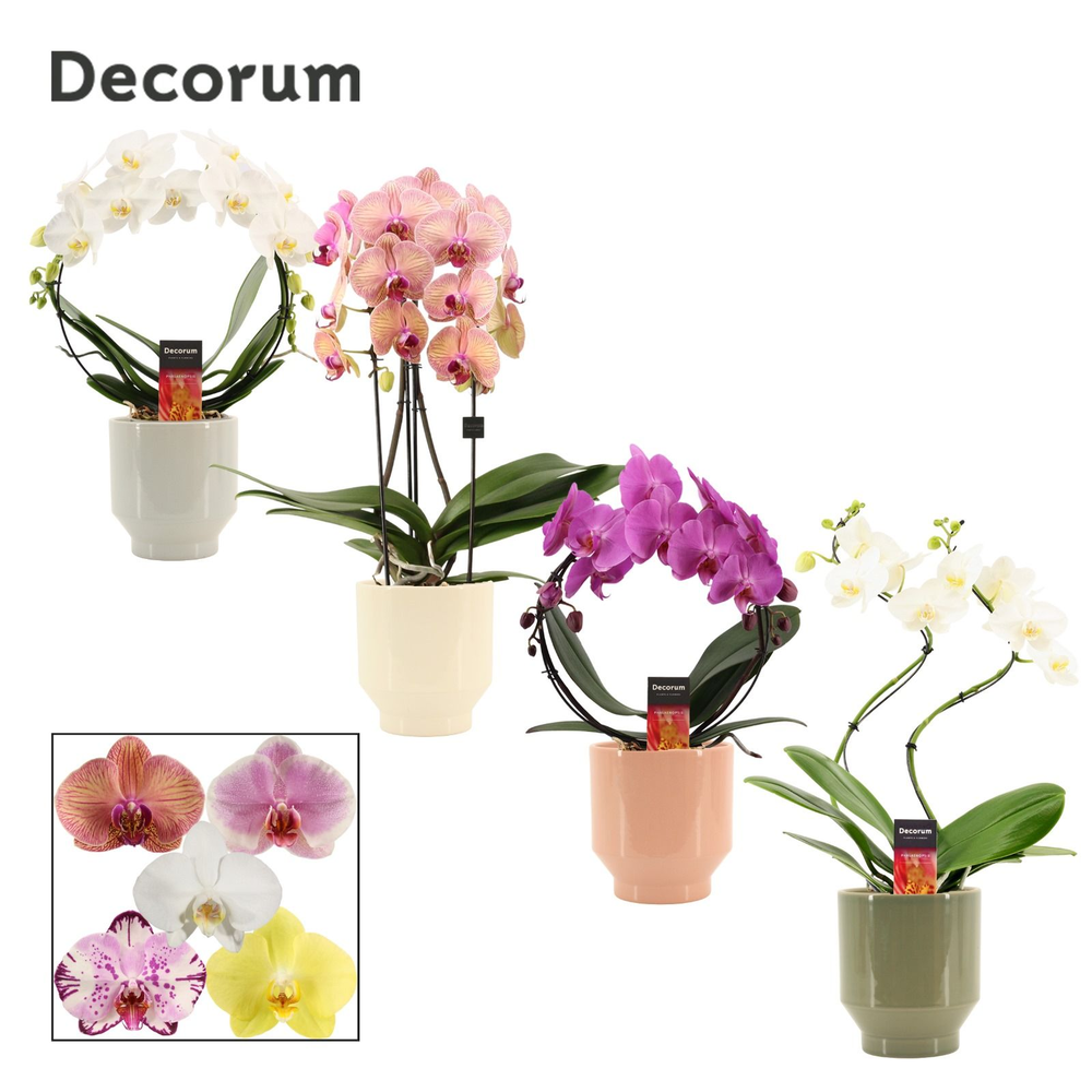 Phalaenopsis vormen mix 2 tak in Pato (Deco-collec.