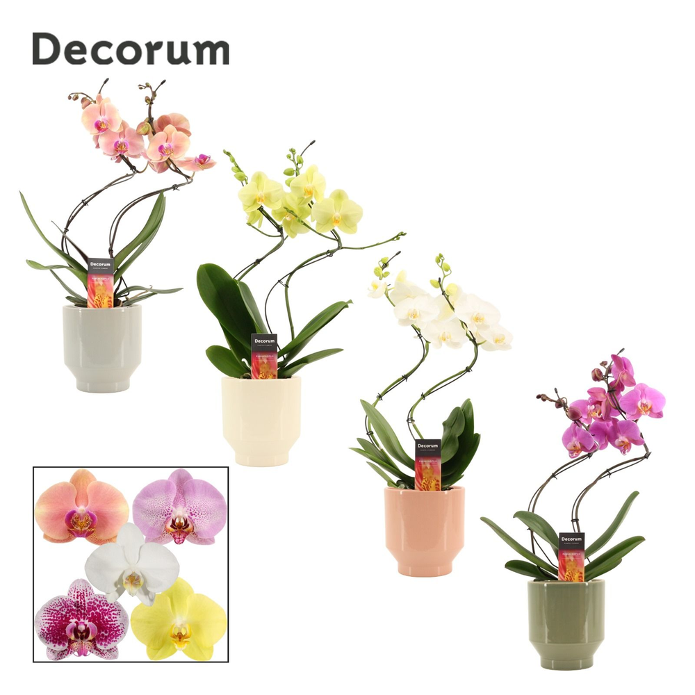 Phalaenopsis hurricane mix in Pato (Deco-collectio.