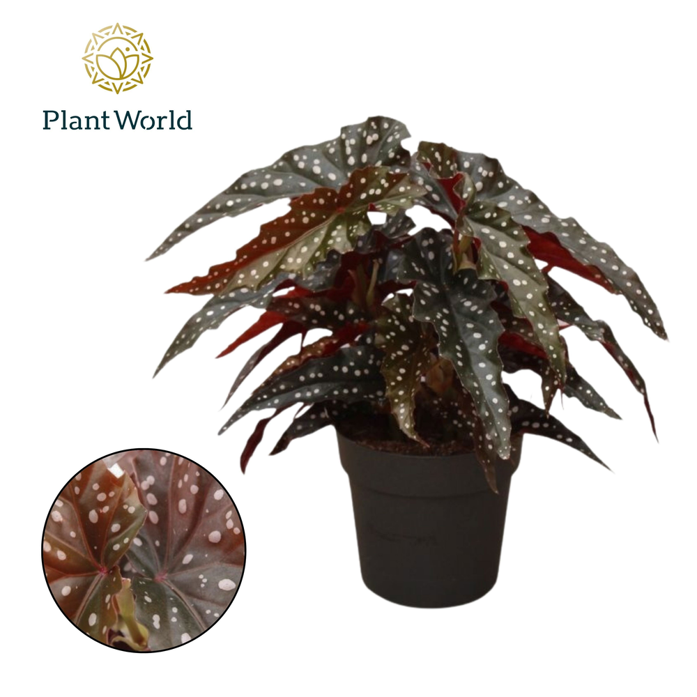 Begonia Black Forrest.
