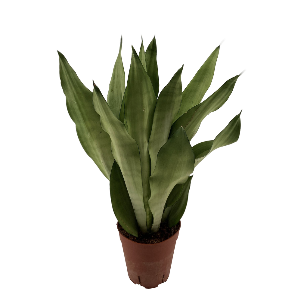 Sansevieria Moonshine 3PP.