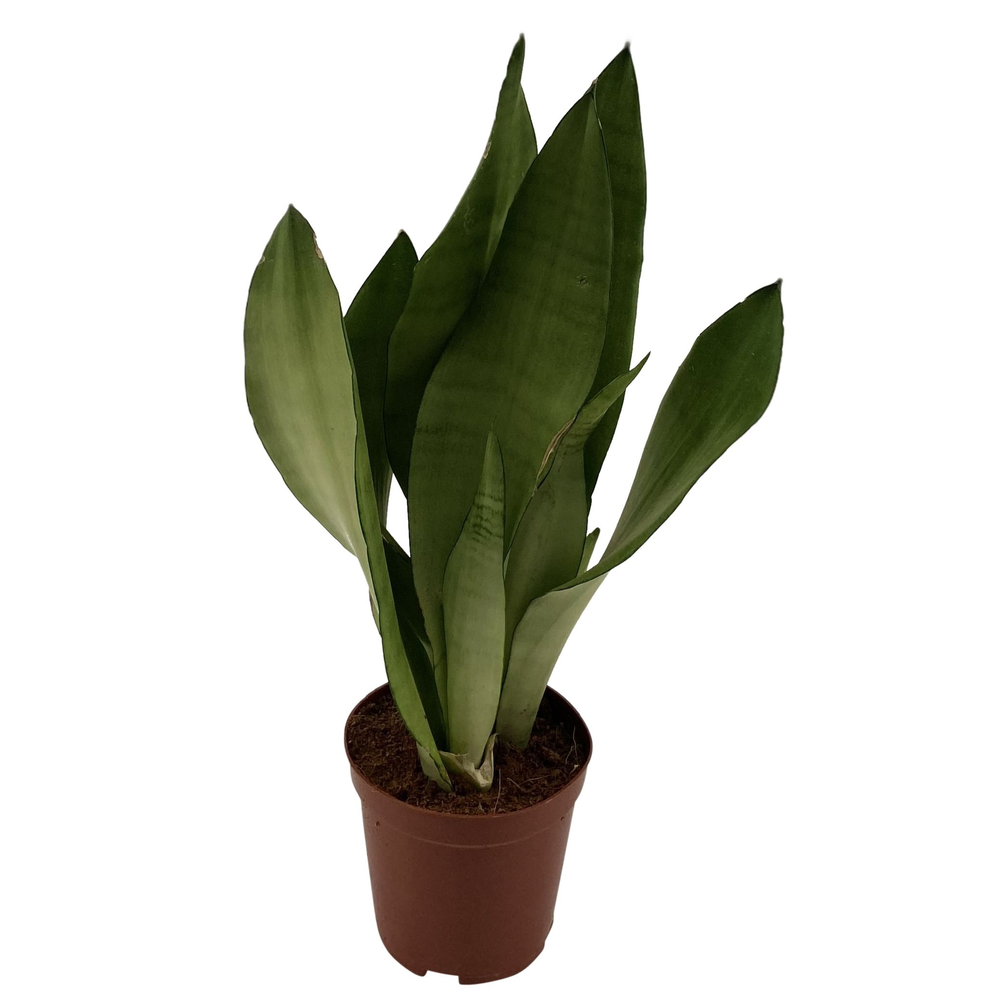 Sansevieria Moonshine 3PP.