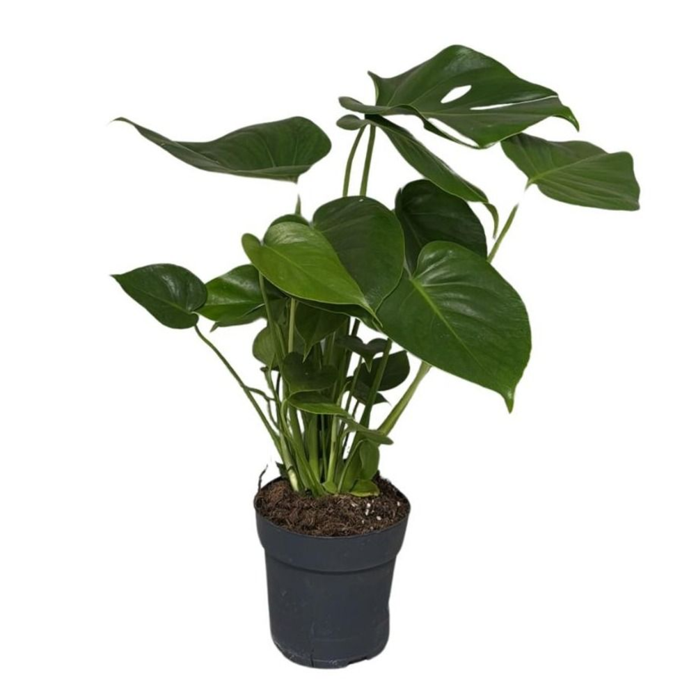 monstera deliciosa Bush.