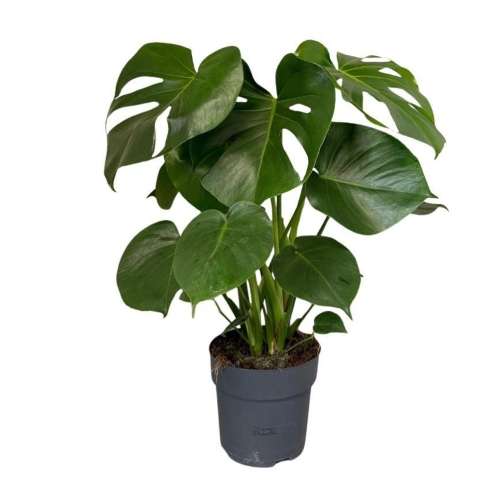 Monstera Deliciosa Bush.