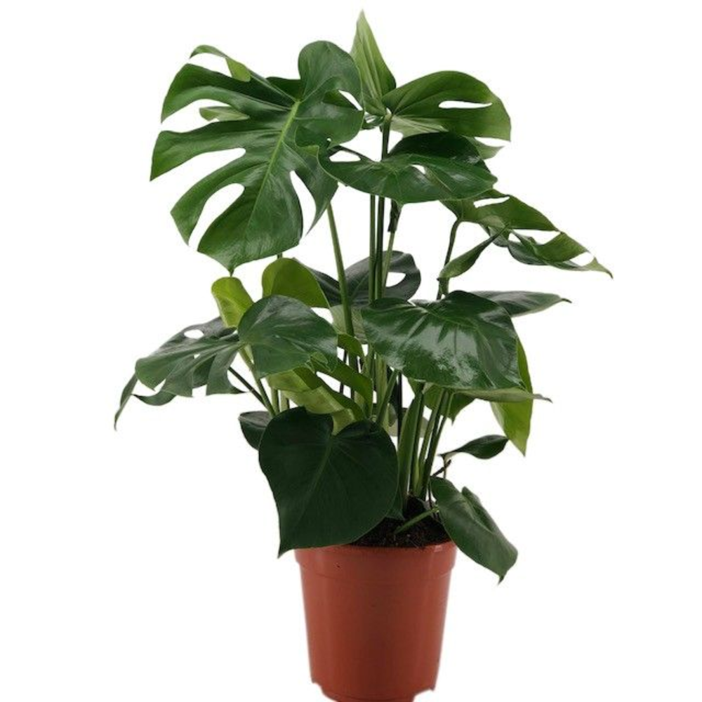 Monstera Delisoca.