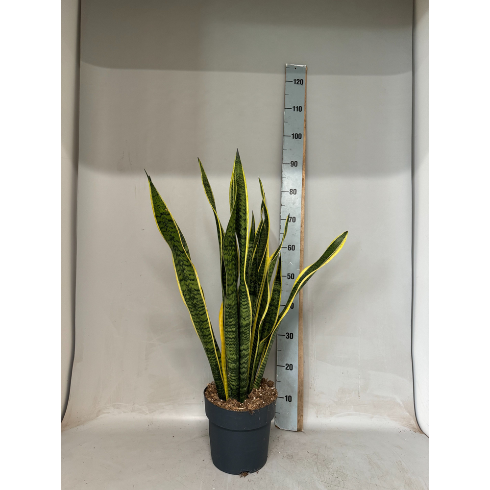 Sansevieria Laurentii.